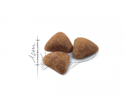 غذای خشک گربه رویال کنین مخصوص گربه های داخل خانه